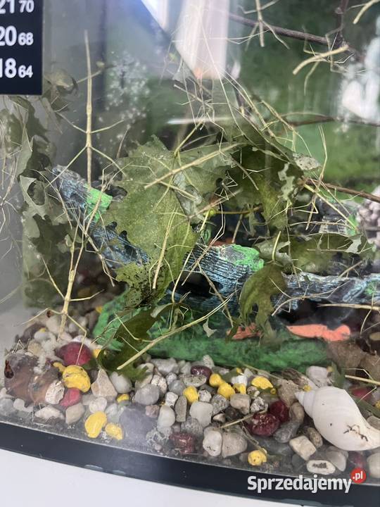 Patyczaki 2 do 6 Strzałkowo