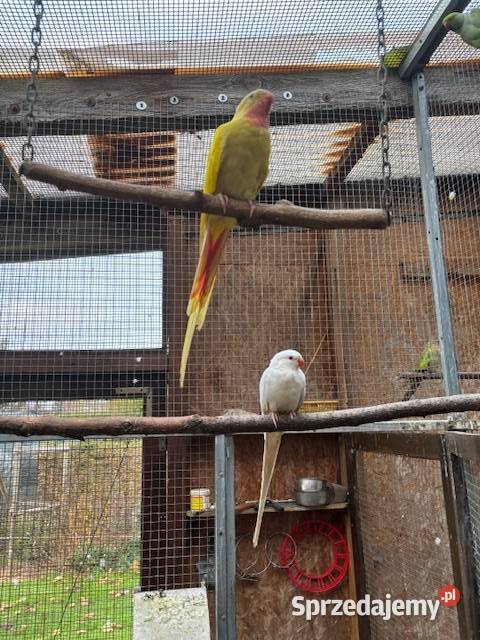 Księżniczka walii Szkarłatka Aleksandretta Częstochowa