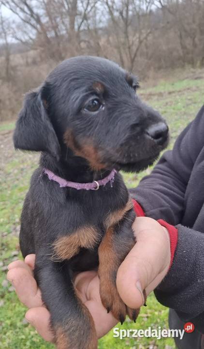 Terier Niemiecki Suczka Annopol sprzedam