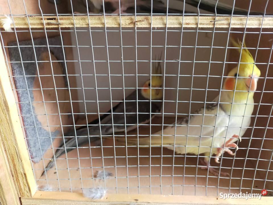 Sprzedam papugi Nimfy Boruja