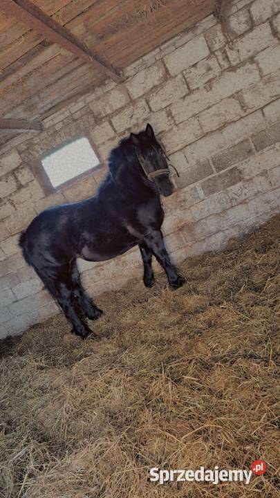 Sprzedam spokojna kara lubelskie Ostrów Lubelski