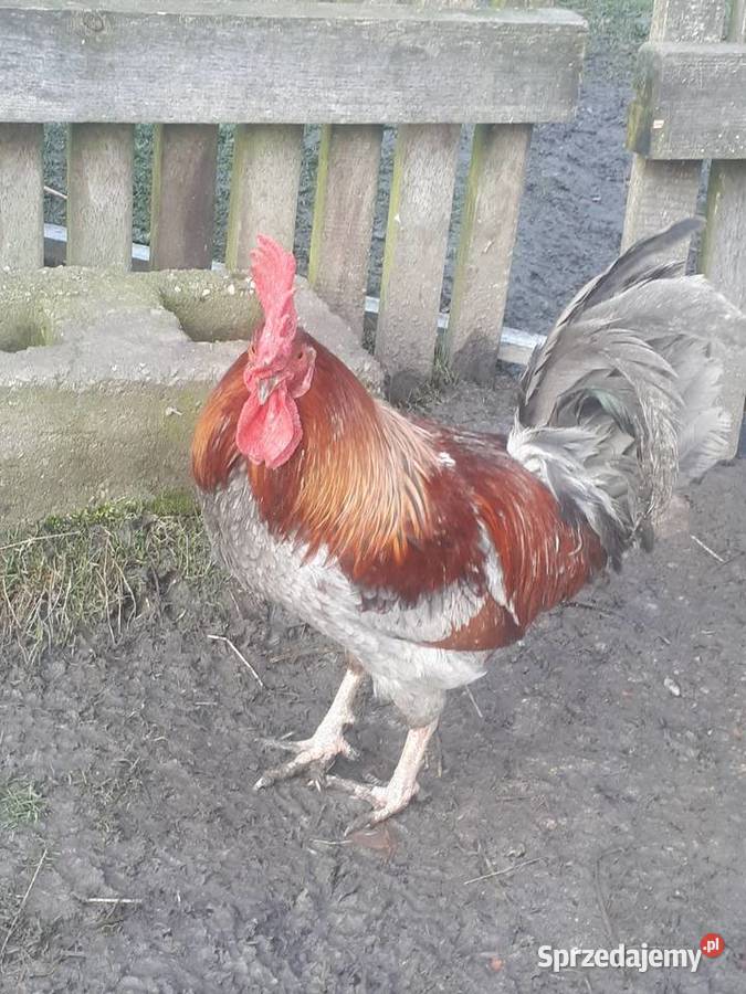 Koguty vorwerk lakefender i inne