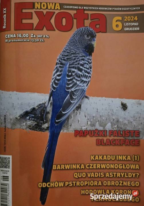 papużka falista blackface łatwo się oswaja może śląskie Katowice sprzedam