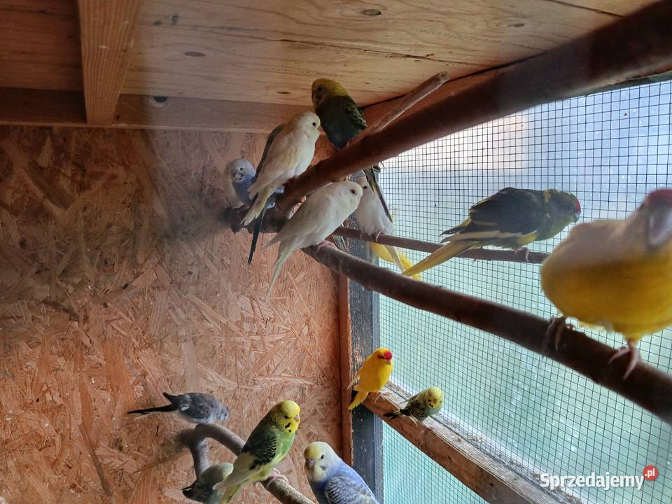 Papugi modrolotki kozy faliste nimfy i inne podkarpackie Jasło