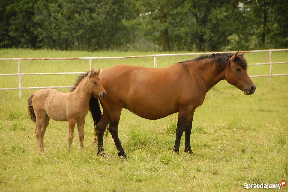 klacz huculska Młodzianów
