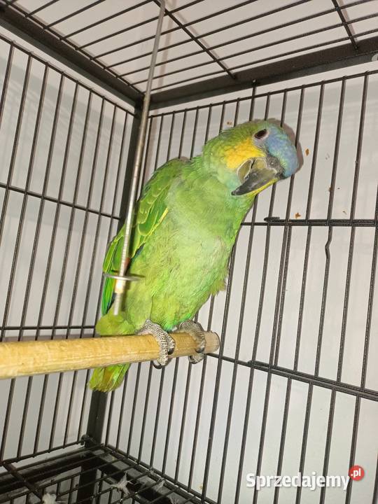 Papuga amazonka modrobrewa mazowieckie Wyszków