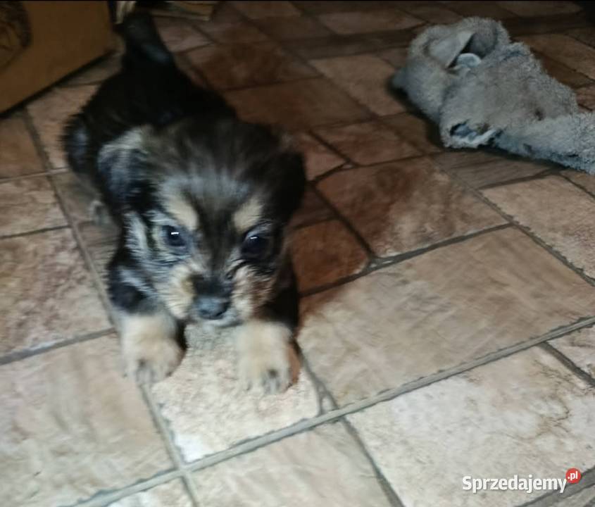 Suczki matki shih tzu Ciężkowice