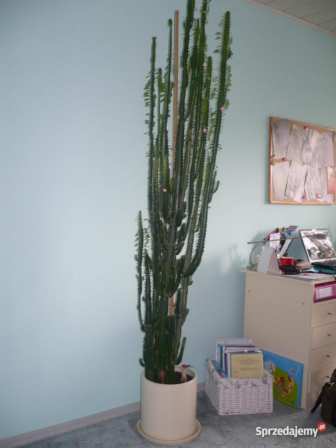 Kaktus wilczomlecz Świdnica