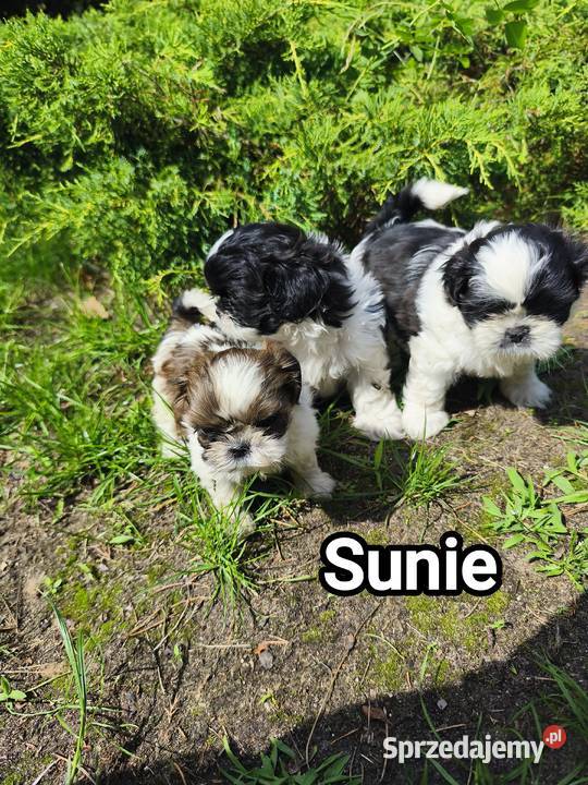 Szczenięta shih tzu mazowieckie Radzymin