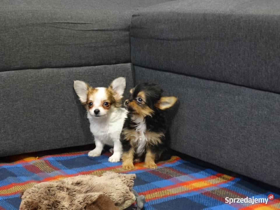 Chihuahua pieski Września