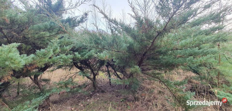 Duże jałowce Grey Owl Duży jałowiec z bryłą na