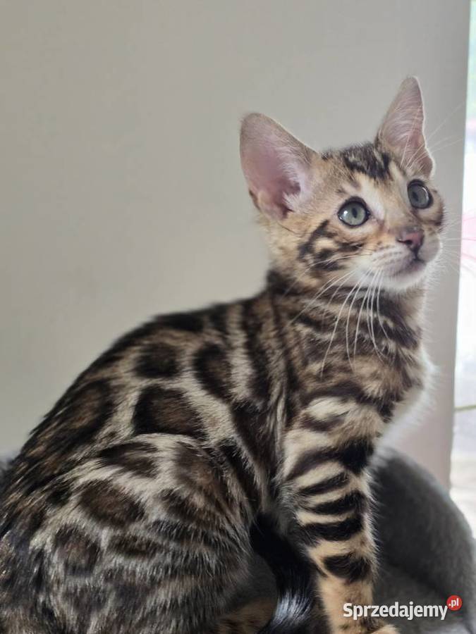 Kociaki Bengalskie gotowe do odbioru Józefów sprzedam