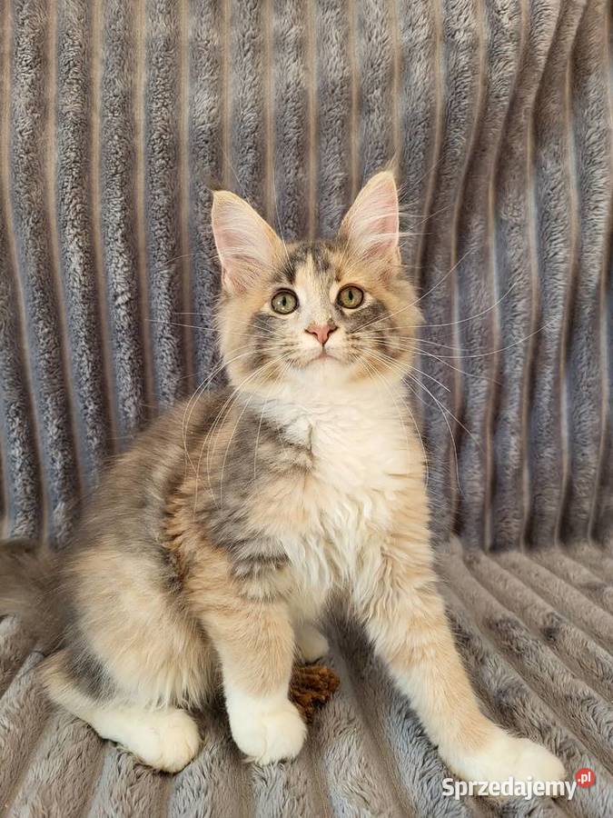 Maine Coon duże linie hodowla FPL Radomsko sprzedam