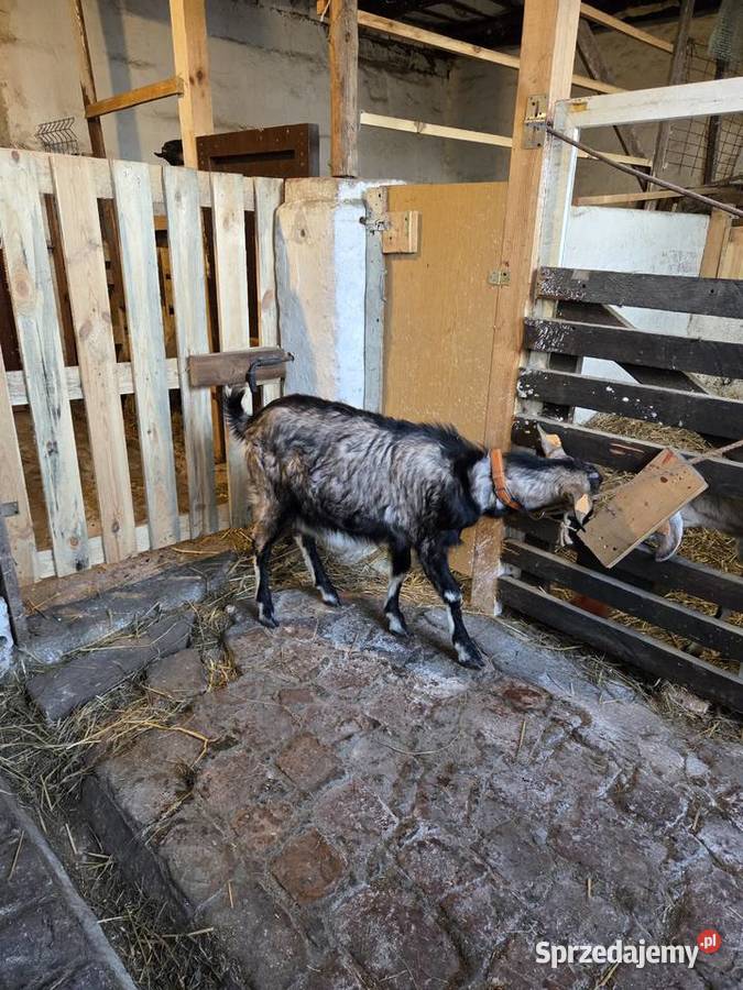 Sprzedam Kozy Gorzów Wielkopolski