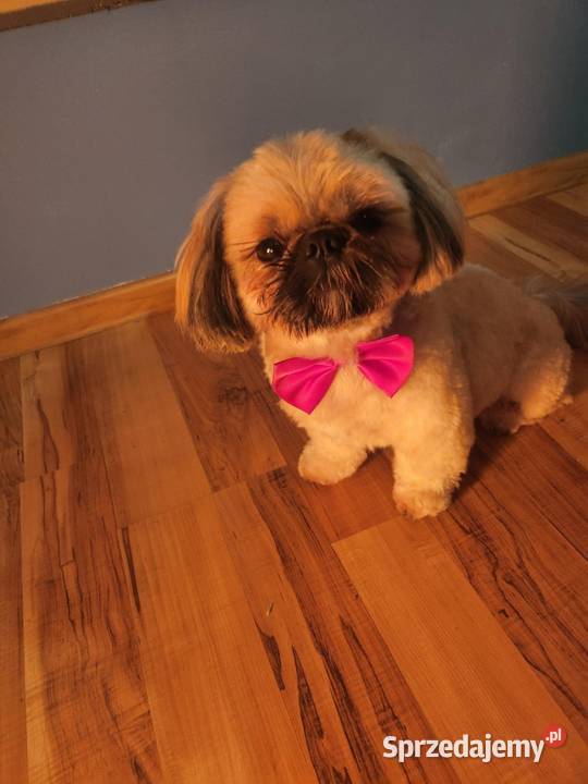 Shih Tzu ZŁOTY Reproduktor pełny rodowód Psy