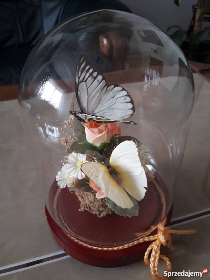 Wieczne motyle pod szklaną kopułą Janów Lubelski