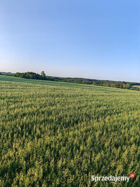 Owies tegoroczny na pellet biomasę do siewu Rośliny na biomasę Rośliny na biomasę