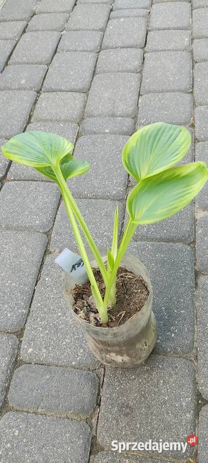 Hosta Flemish Tradition Opole
