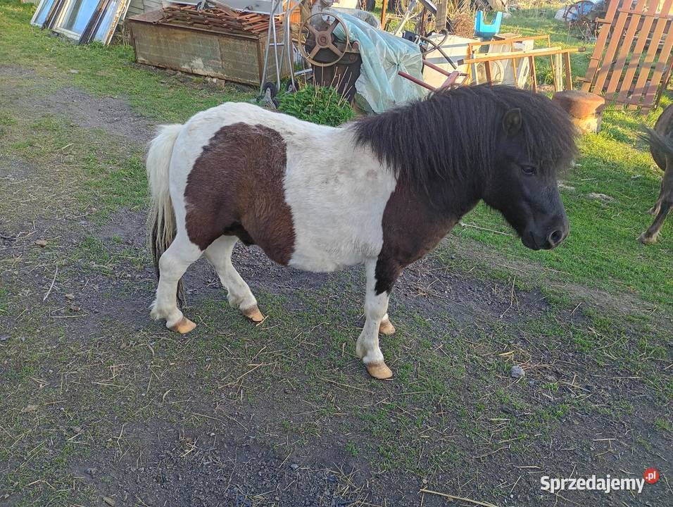 Sprzedam kucyki świętokrzyskie Busko-Zdrój