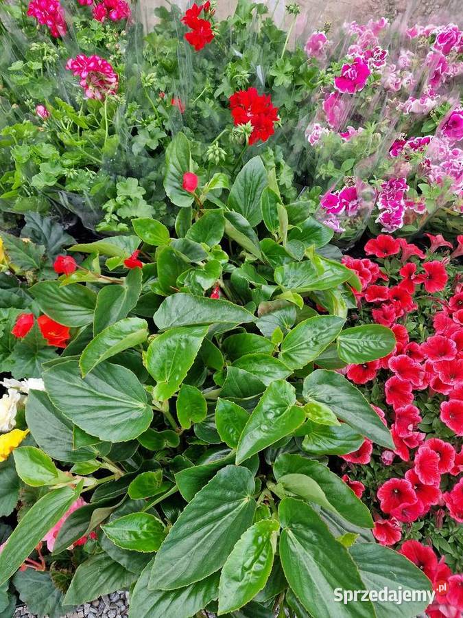 Kwiaty Sadzonki Warzyw Bukówka