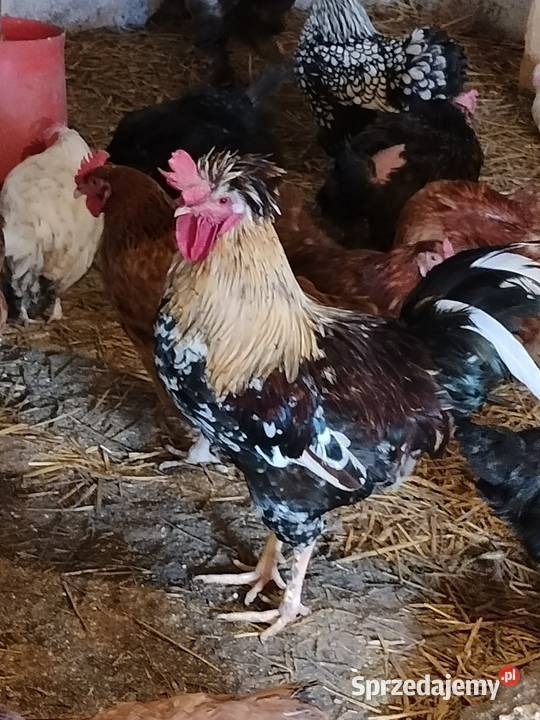 Sprzedam koguty ozdobne Liniewo