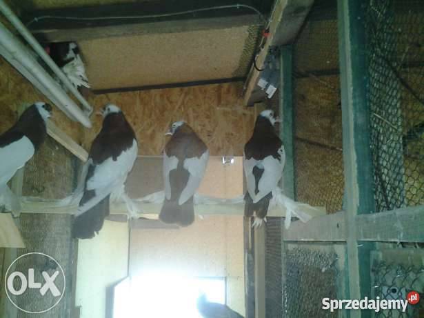 gołąb garłacz czeski siodłaty PIEKNE Przyszowice