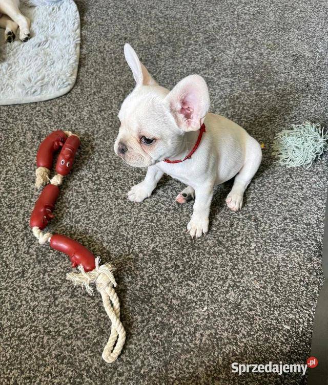 Buldog francuski gotowy na narodziny sprzedam
