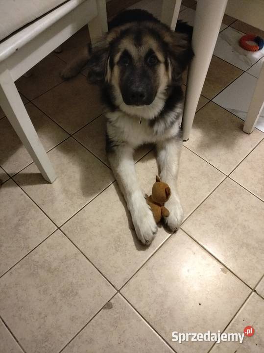 Oddam w ręce Warszawa