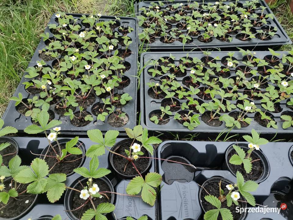 Sadzonki Poziomki rozłogowej szybko