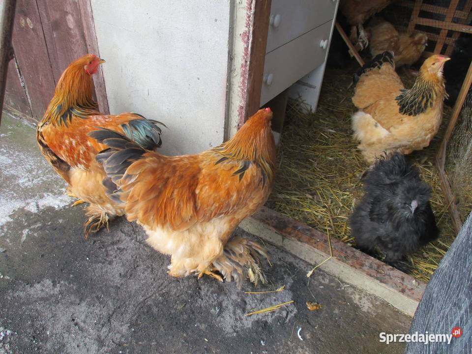 Kogut Brahma Kiełpin Poduchowny