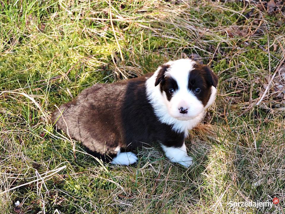 Border collie piękne mądre pieski i suczki
