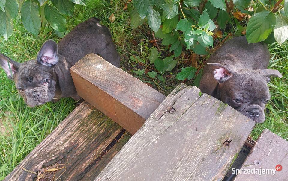 Buldog francuski Bludogi francuskie BLUE Łódź sprzedam