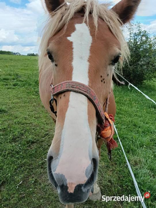 Sprzedam żrebicę zimnokrwistą Konie
