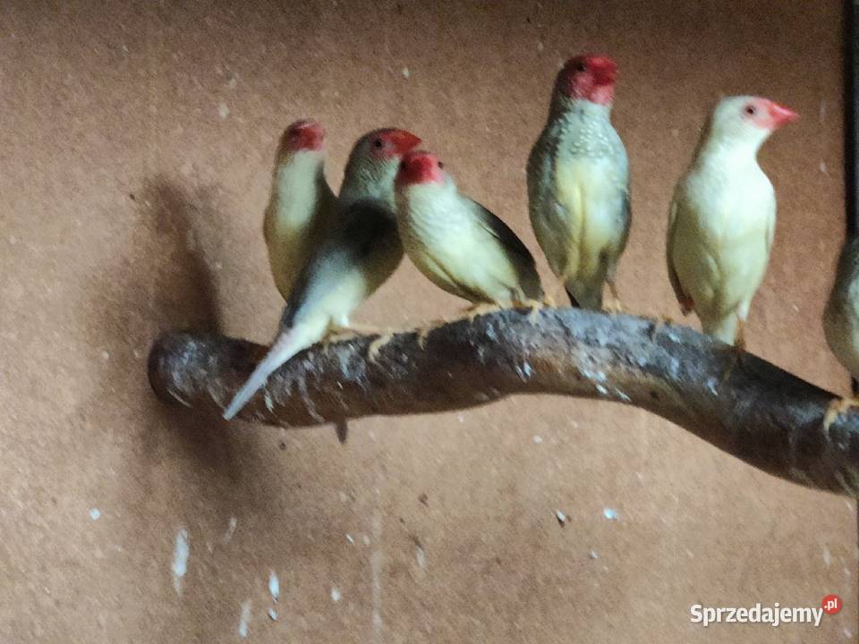 Trzciniaki Astryld Trzcinowy sprzedam