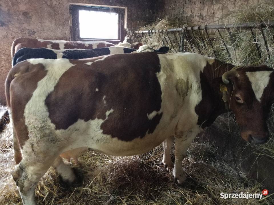Sprzedam krowy sprzedam