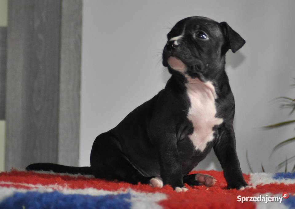 Amstaff zkwp FCI przepiękna suczka Koziegłowy
