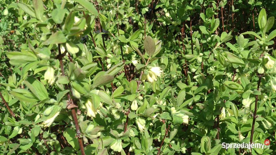 Jagoda Kamczacka 4 letnia Kanada Rosja podlaskie Siemiatycze