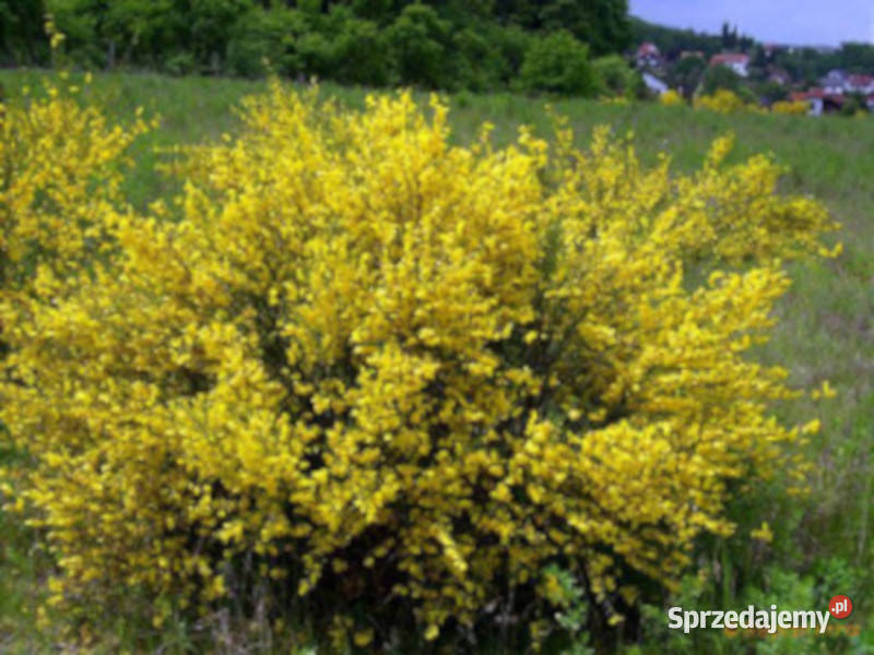 ŻARNOWIEC MIOTLASTY Cytisus scoparius kujawsko-pomorskie Lubanie