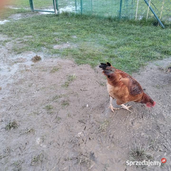 Sprzedam młodego kogutka Drewnica sprzedam