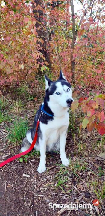 Miot rasy syberian husky Listopad kujawsko-pomorskie Grudziądz