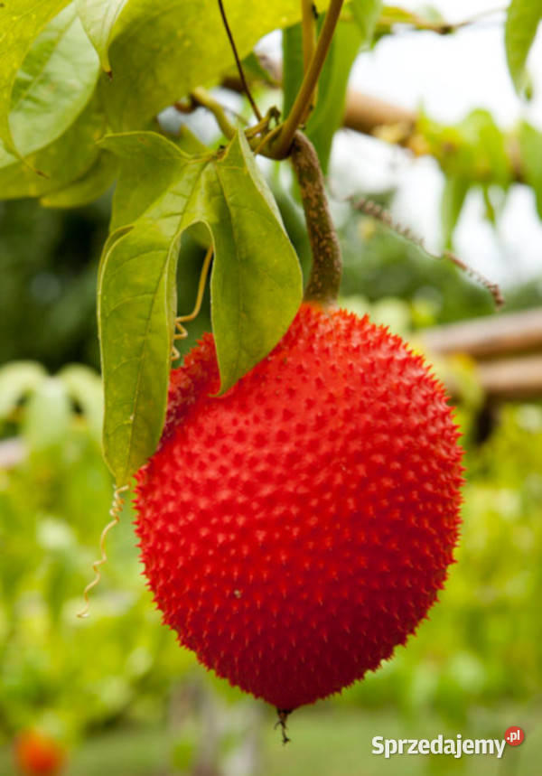 PRZEPĘKLA Momordica cochinchinensis NASIONA 40 Lubanie