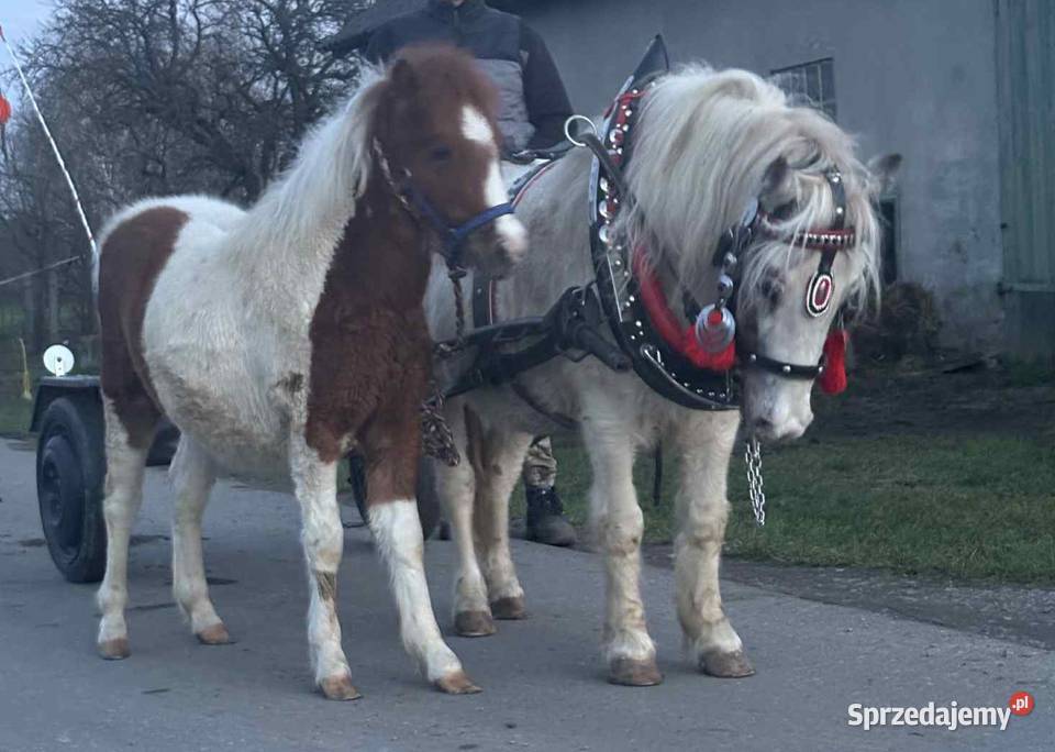 Klacz Kucyk z Źrebiczka