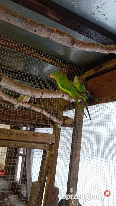 Sprzedam barbandy wielkopolskie