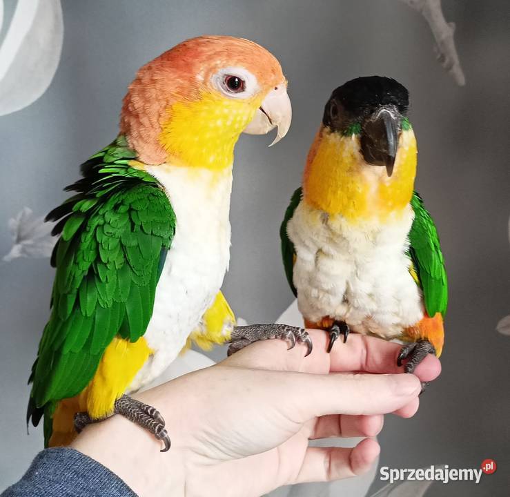 Barwinki bialobrzuche dwa samce klatka zabawki Gdynia