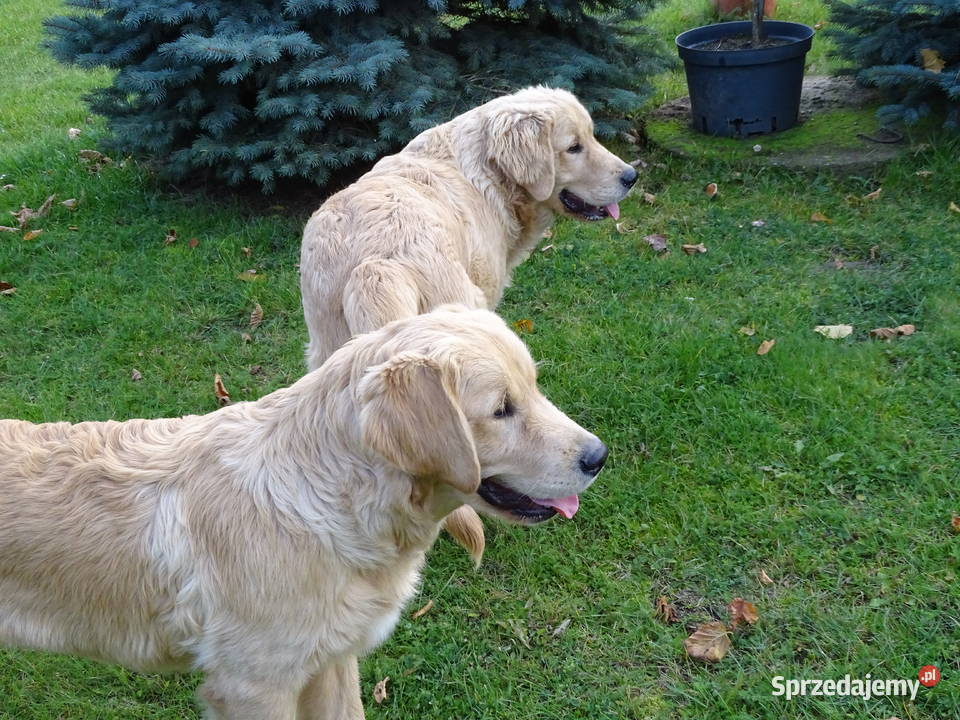Golden retriever 6 miesięczne Przysucha