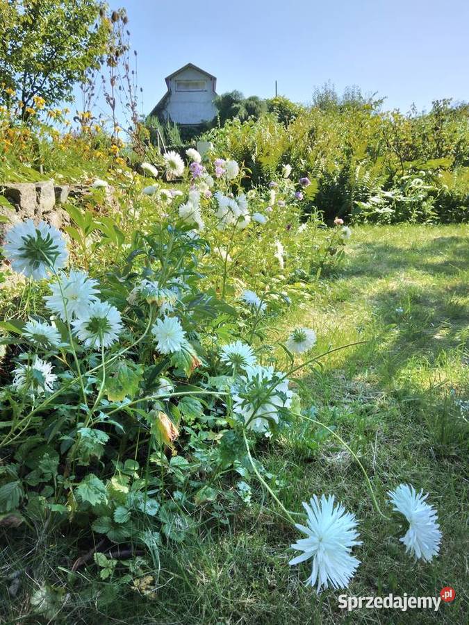 Działka ROD Gdynia Mały Kack Ogród działkowy prąd