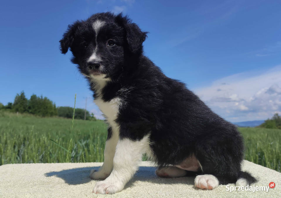 Rasowa suczka Border Collie z pełną dok podkarpackie Iwonicz