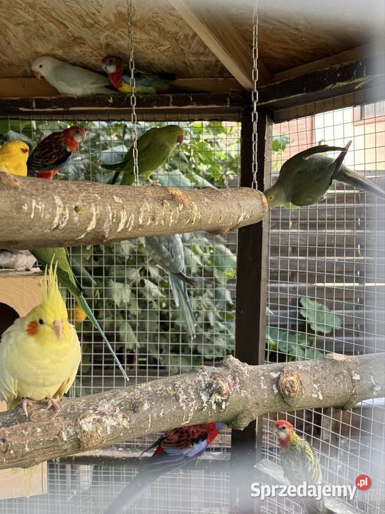 Rozelle białolice Trzebnica