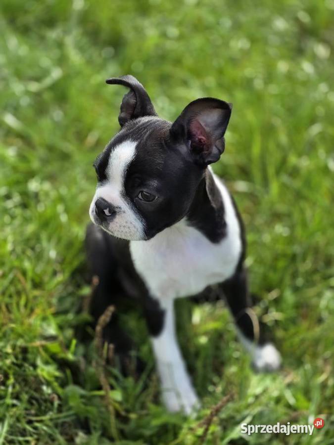 Boston terrier Pozostałe dolnośląskie Świdnica sprzedam
