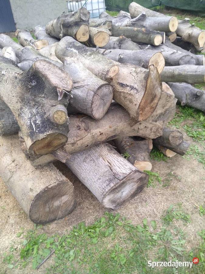 Orzech włoski Chocznia